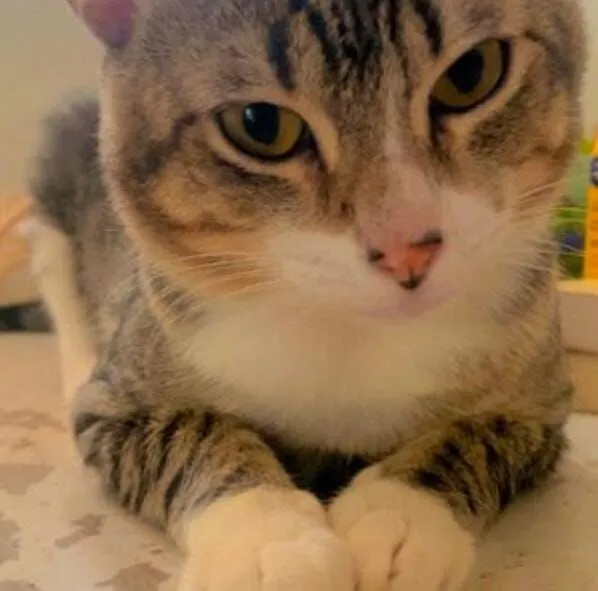 Gato raça SRD-ViraLata idade 2 anos nome Chorão