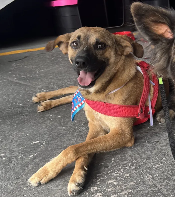 Cachorro raça SRD-ViraLata idade 1 ano nome Caramelinho