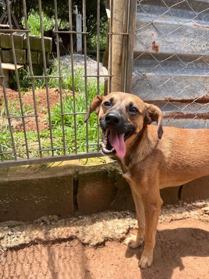 Cachorro raça SRD-ViraLata idade 1 ano nome Caramelinho