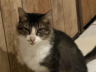 Gato raça SRD-ViraLata idade 4 anos nome Cabeção