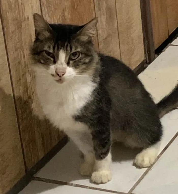 Gato raça SRD-ViraLata idade 4 anos nome Cabeção