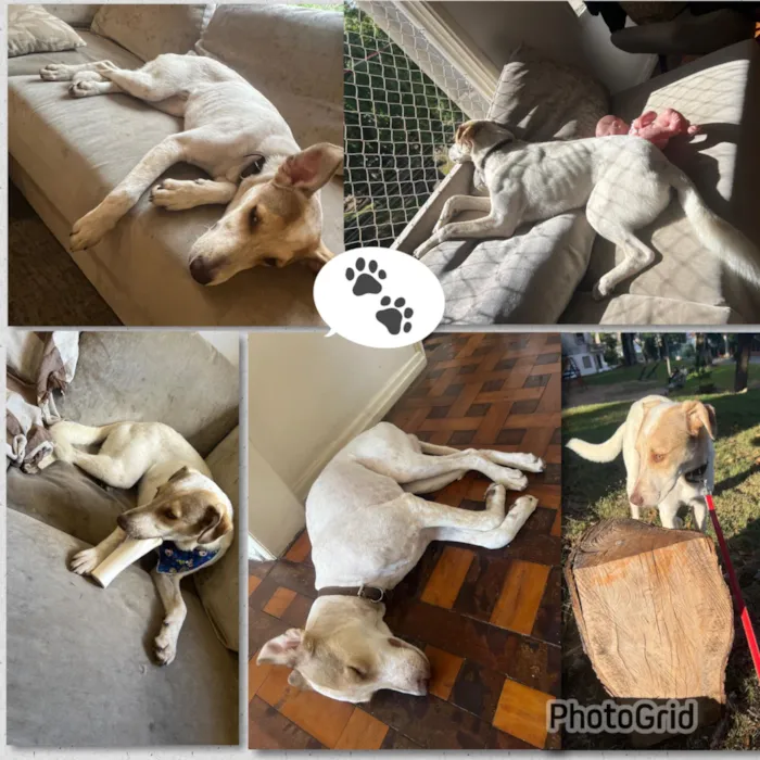 Cachorro raça SRD-ViraLata idade 1 ano nome Dino 