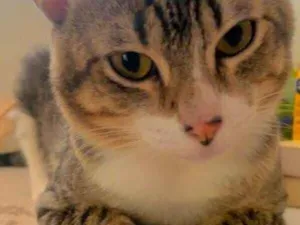 Gato raça SRD-ViraLata idade 2 anos nome Chorão