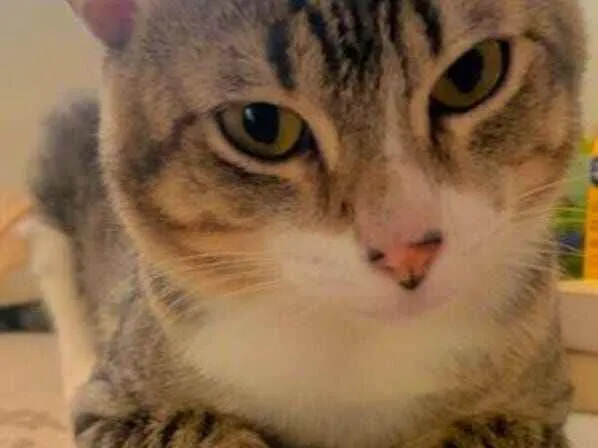 Gato raça SRD-ViraLata idade 2 anos nome Chorão