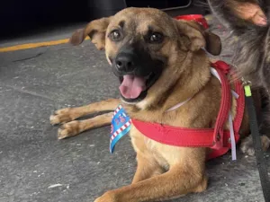 Cachorro raça SRD-ViraLata idade 1 ano nome Caramelinho