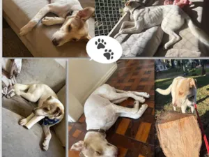 Cachorro raça SRD-ViraLata idade 1 ano nome Dino 