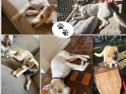 Cachorro raça SRD-ViraLata idade 1 ano nome Dino 