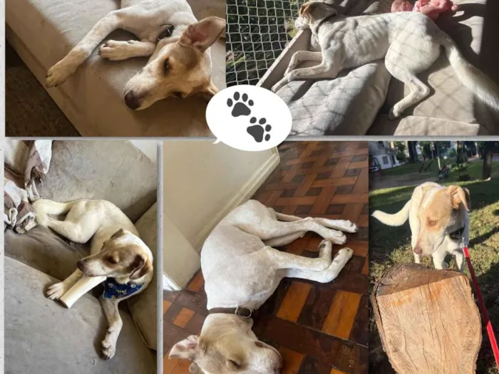 Cachorro raça SRD-ViraLata idade 1 ano nome Dino 