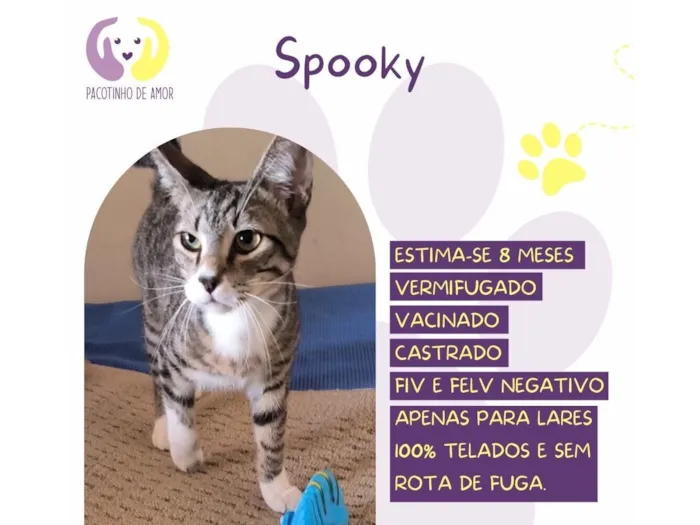 Gato raça SRD-ViraLata idade 7 a 11 meses nome Spooky 