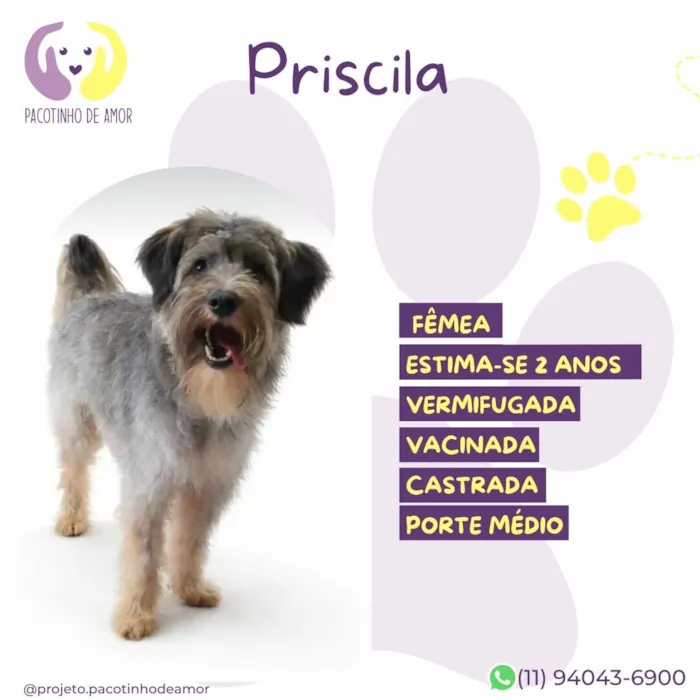 Cachorro raça SRD-ViraLata idade 2 anos nome Priscila