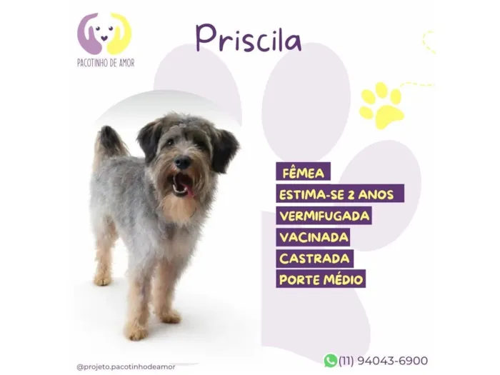Cachorro raça SRD-ViraLata idade 2 anos nome Priscila