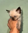 1 Gatinho Macho