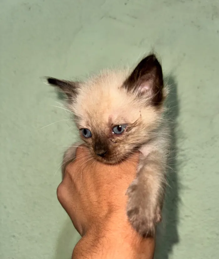 Gato raça SRD-ViraLata idade Abaixo de 2 meses nome 1 Gatinho Macho