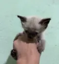 1 Gatinho Macho