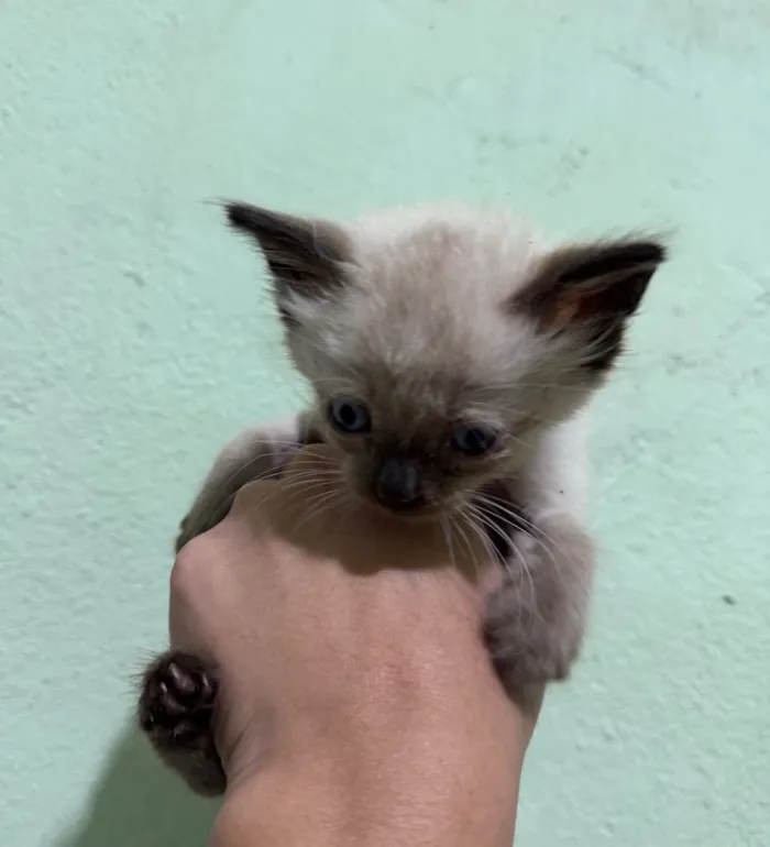 Gato raça SRD-ViraLata idade Abaixo de 2 meses nome 1 Gatinho Macho