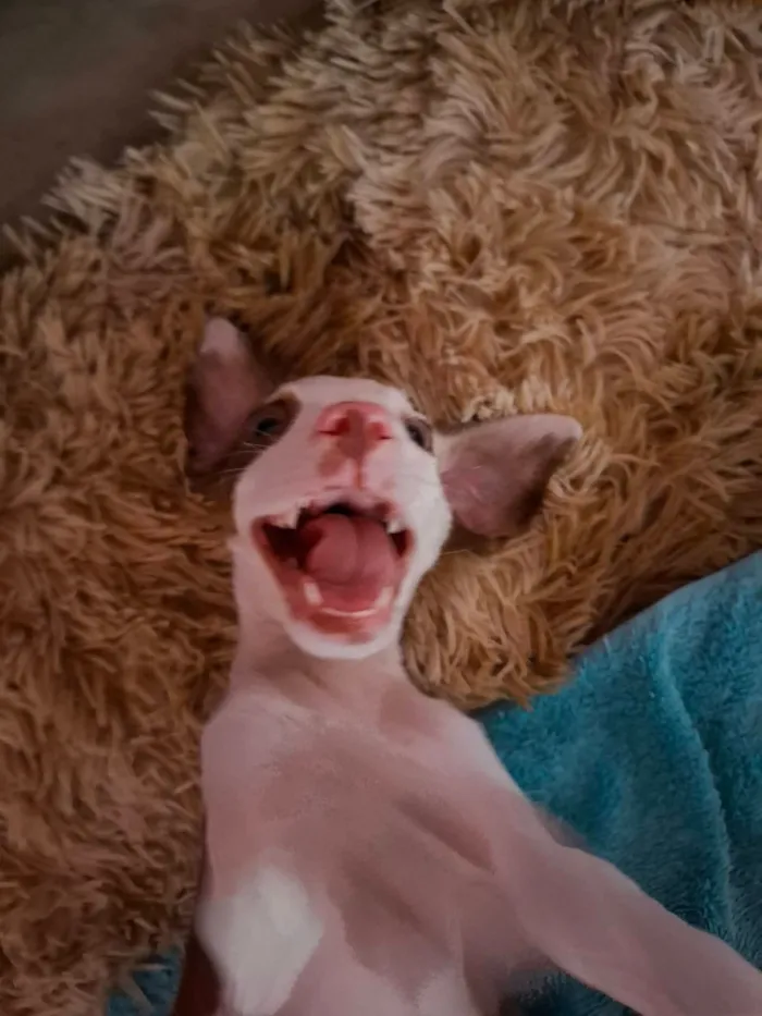 Cachorro raça SRD-ViraLata idade Abaixo de 2 meses nome miguel