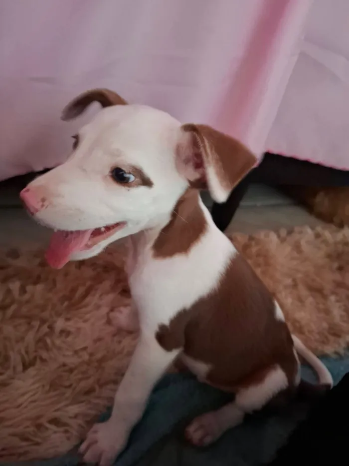 Cachorro raça SRD-ViraLata idade Abaixo de 2 meses nome miguel