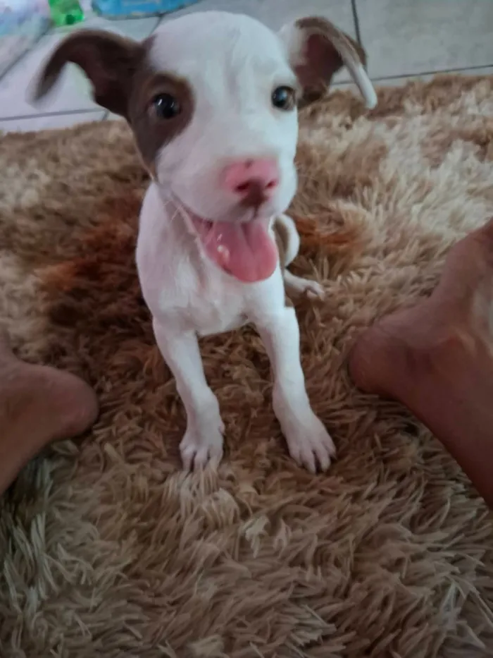 Cachorro raça SRD-ViraLata idade Abaixo de 2 meses nome miguel