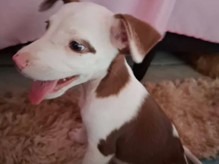 Cachorro raça SRD-ViraLata idade Abaixo de 2 meses nome Miguel 
