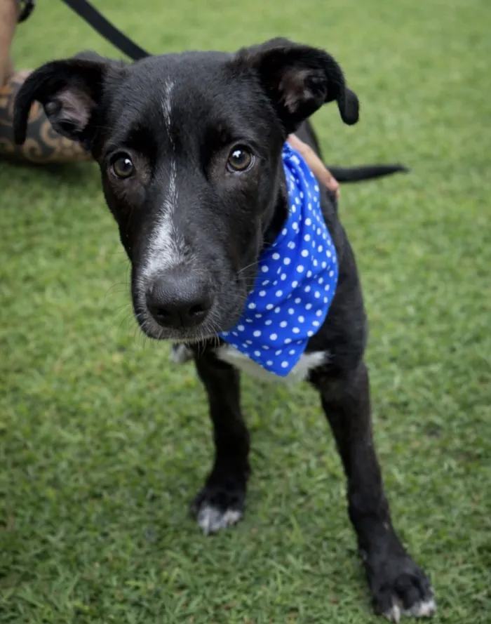 Cachorro raça SRD-ViraLata idade 7 a 11 meses nome Nanilo 