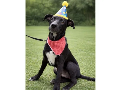 Cachorro raça SRD-ViraLata idade 7 a 11 meses nome Nanilo 