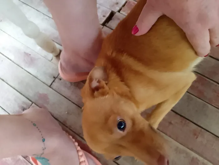 Cachorro raça SRD-ViraLata idade 1 ano nome Filhinha