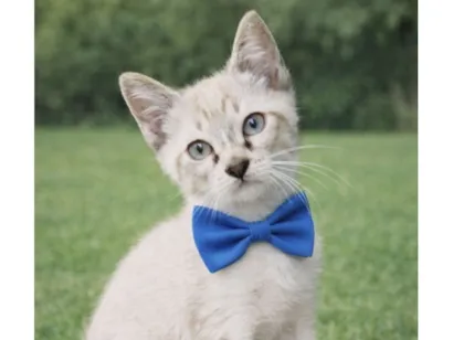 Gato raça Siamês idade 2 a 6 meses nome Léo 