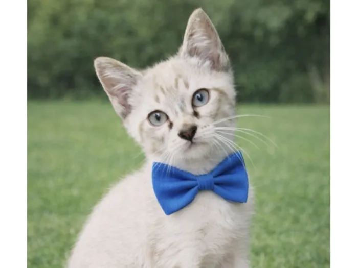 Gato raça Siamês idade 2 a 6 meses nome Léo 