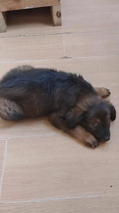 Cachorro raça SRD-ViraLata idade 2 a 6 meses nome Sem nome