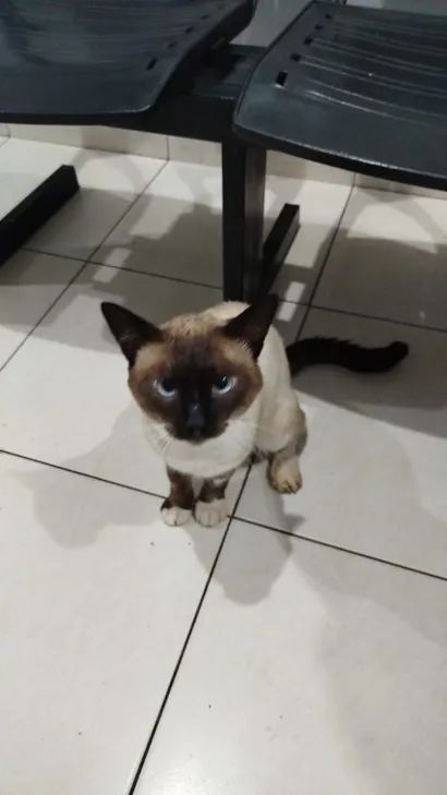 Gato raça Siamês idade 7 a 11 meses nome Capuchino