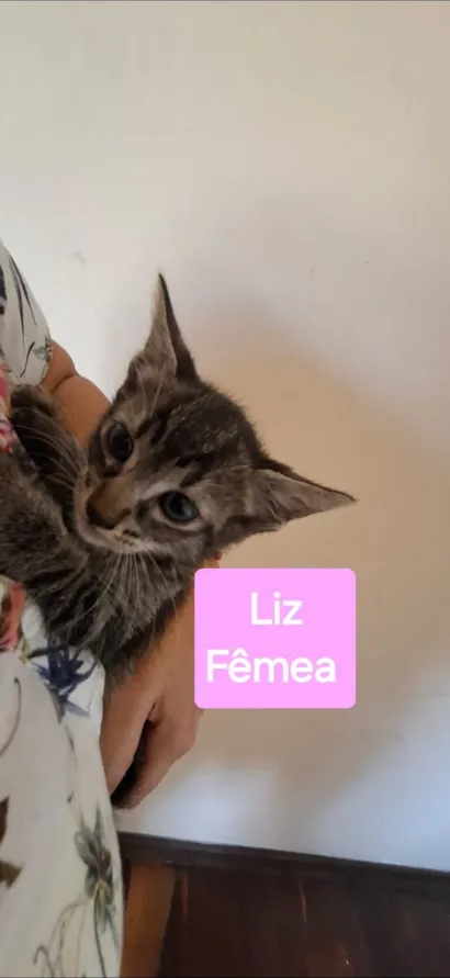 Gato raça SRD-ViraLata idade Abaixo de 2 meses nome Liz