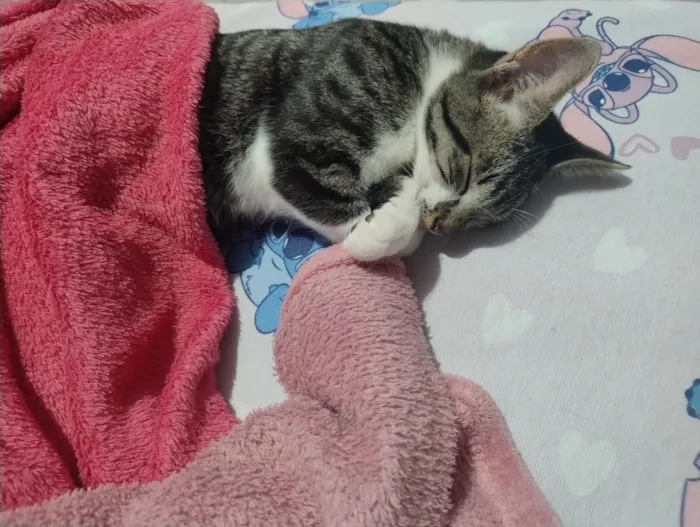 Gato raça SRD-ViraLata idade 2 a 6 meses nome botinhas 