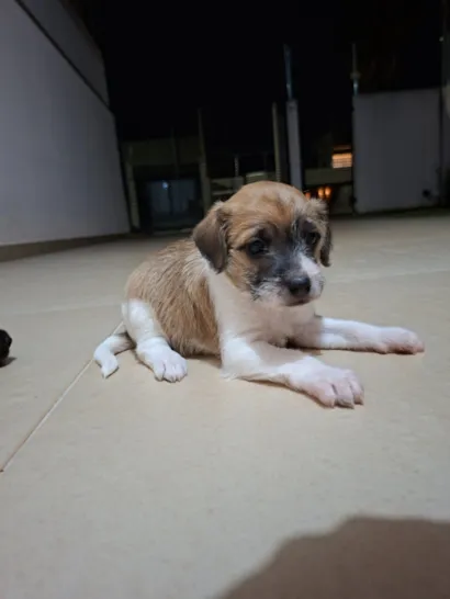 Cachorro raça SRD-ViraLata idade Abaixo de 2 meses nome ?? Filhotes