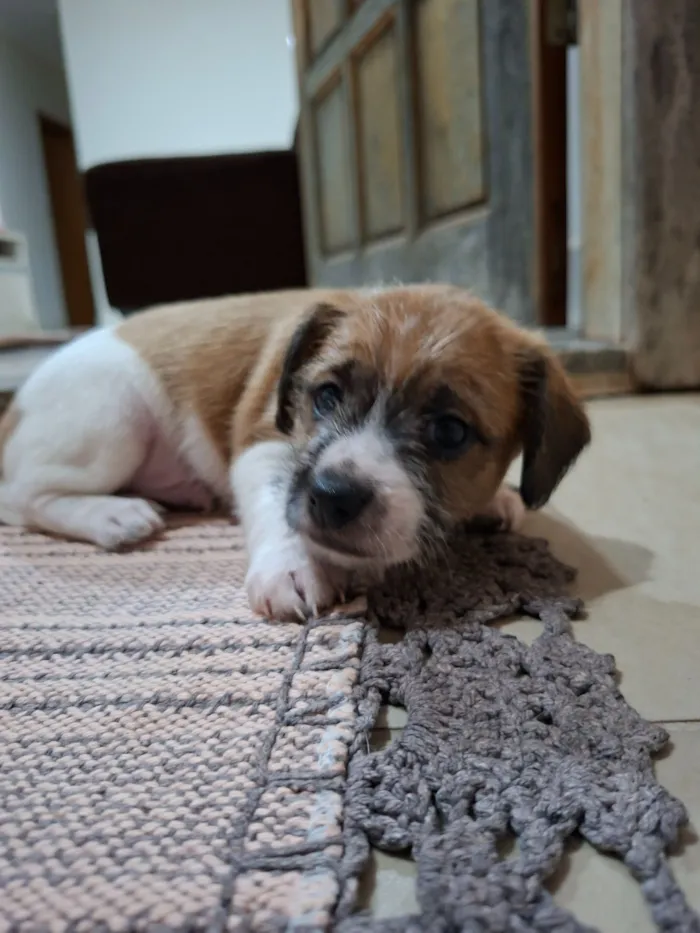 Cachorro raça SRD-ViraLata idade Abaixo de 2 meses nome ?? Filhotes