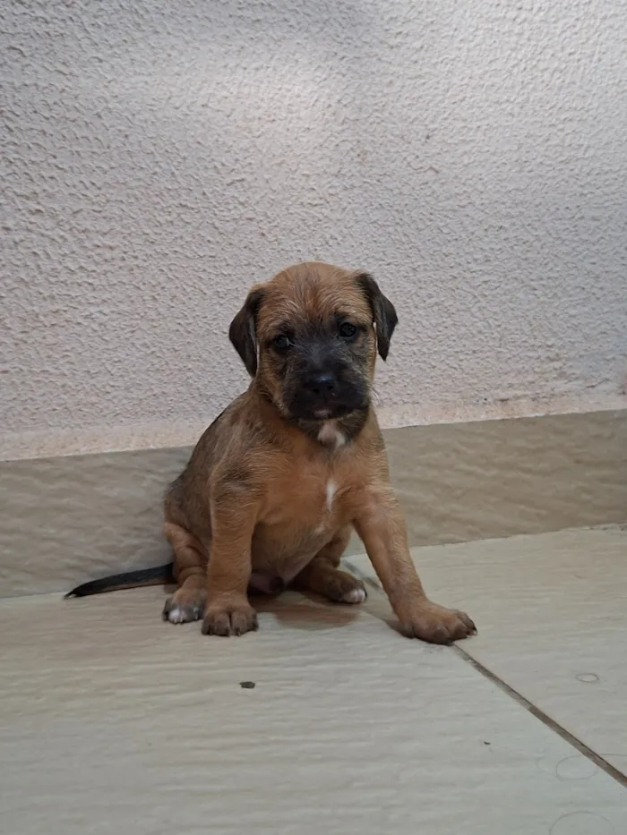 Cachorro raça SRD-ViraLata idade Abaixo de 2 meses nome ?? Filhotes