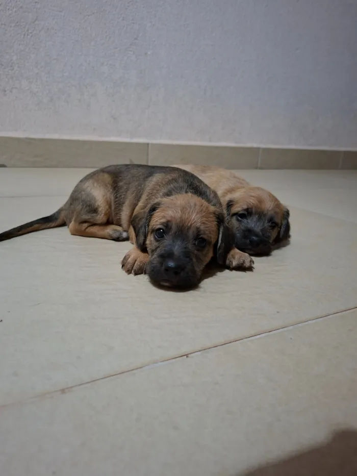 Cachorro raça SRD-ViraLata idade Abaixo de 2 meses nome ?? Filhotes