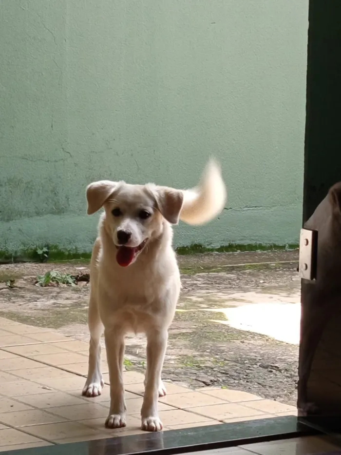 Cachorro raça SRD-ViraLata idade 7 a 11 meses nome Luna 