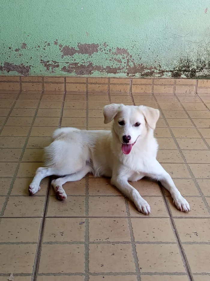 Cachorro raça SRD-ViraLata idade 7 a 11 meses nome Luna 