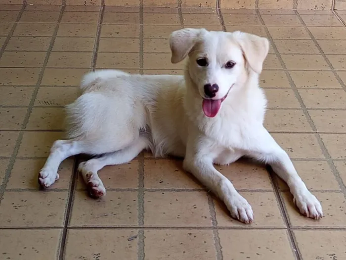 Cachorro raça SRD-ViraLata idade 7 a 11 meses nome Luna 