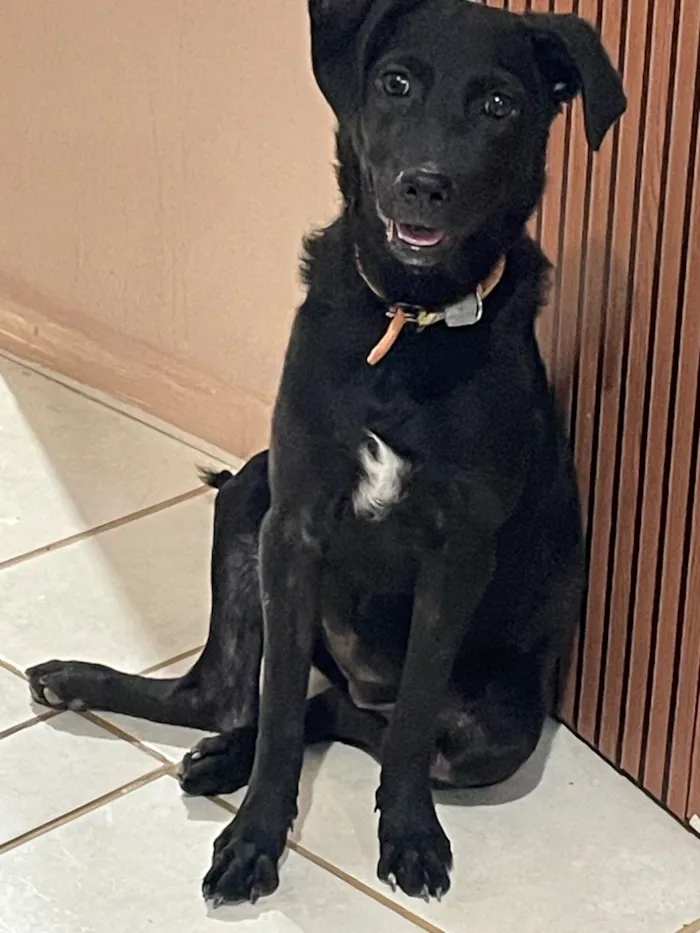 Cachorro raça SRD-ViraLata idade 2 a 6 meses nome Amora