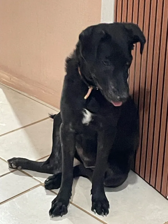 Cachorro raça SRD-ViraLata idade 2 a 6 meses nome Amora