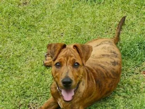 Cachorro raça SRD-ViraLata idade 2 a 6 meses nome Rupert