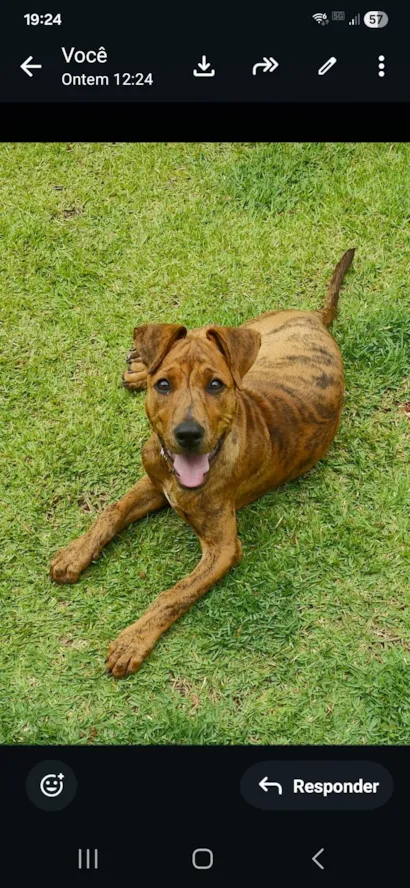 Cachorro raça SRD-ViraLata idade 2 a 6 meses nome Rupert