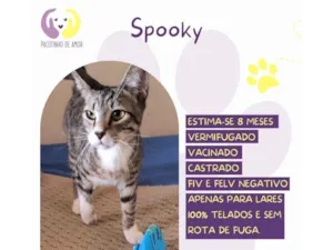 Gato raça SRD-ViraLata idade 7 a 11 meses nome Spooky 