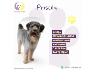 Cachorro raça SRD-ViraLata idade 2 anos nome Priscila