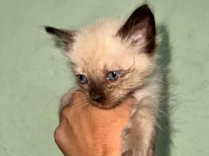 Gato raça SRD-ViraLata idade Abaixo de 2 meses nome 1 Gatinho Macho