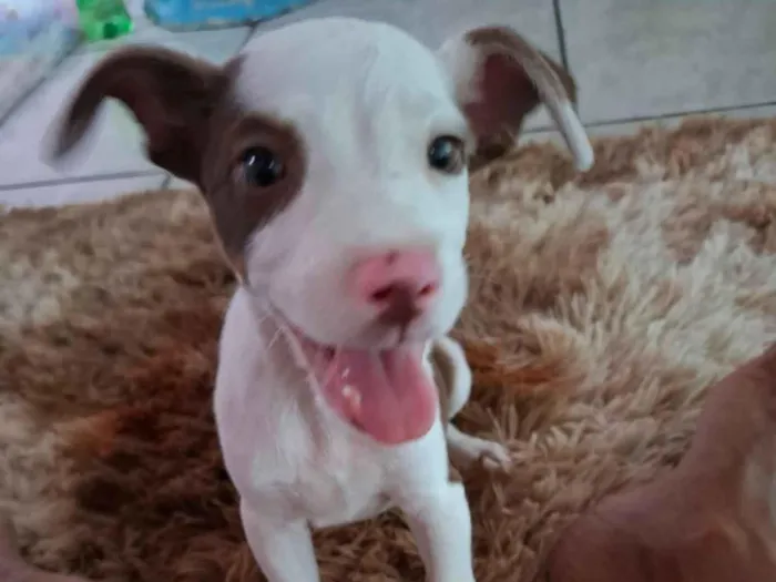 Cachorro raça SRD-ViraLata idade Abaixo de 2 meses nome miguel