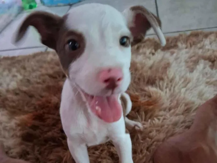 Cachorro raça SRD-ViraLata idade Abaixo de 2 meses nome Miguel 