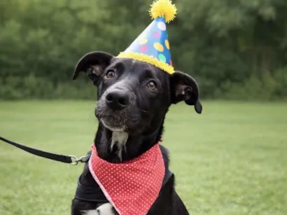 Cachorro raça SRD-ViraLata idade 7 a 11 meses nome Nanilo 