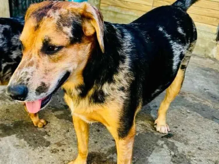 Cachorro raça SRD-ViraLata idade 2 anos nome Kevin 